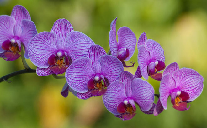 Manual-Para-El-Cuidado-De-Orquideas-oh-my-boomer