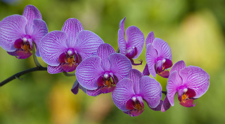 Manual-Para-El-Cuidado-De-Orquideas-oh-my-boomer